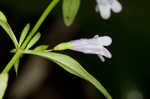 Ozark calamint